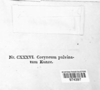 Coryneum pulvinatum image